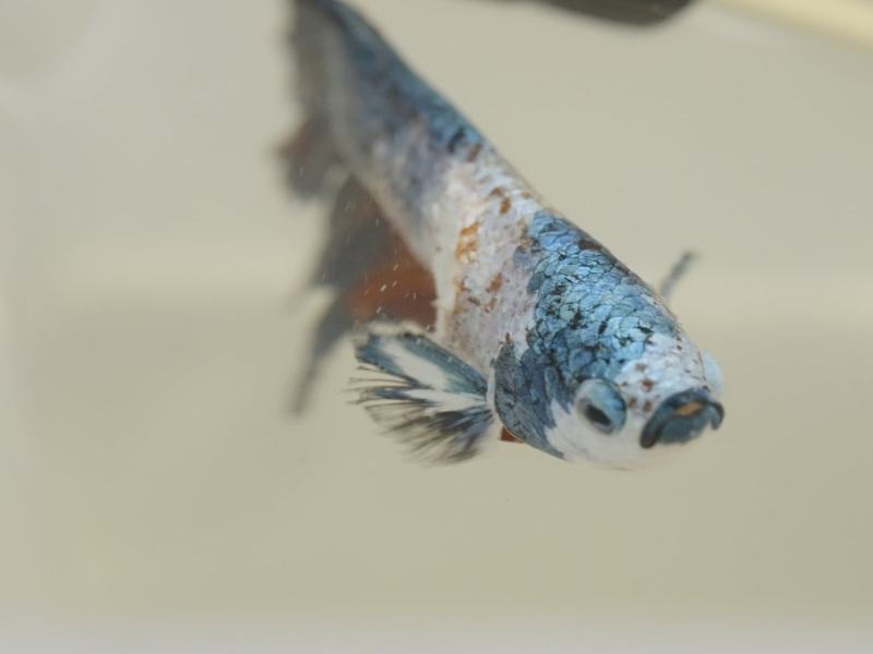 Pet Anatomy - Stag. 1 Ep. 8 - Un pesce fuor d'acqua