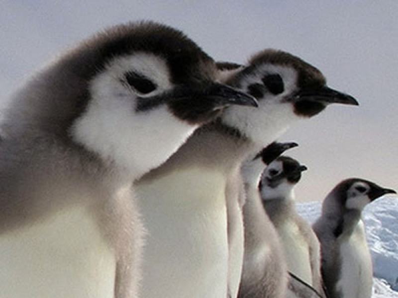 Pinguini: Una spia nel gruppo