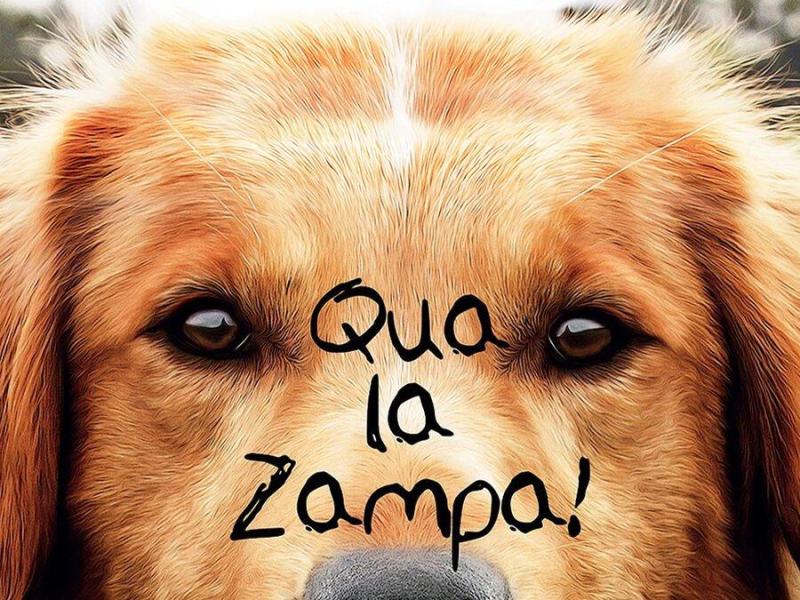 Qua la zampa!