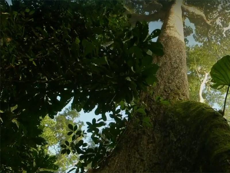 Radici della vita - Stag. 1 Ep. 1 - Una noce dura da rompere