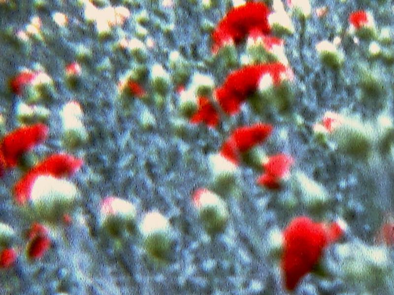 Re-framing home movies - Sulle arie, sulle acque, sui luoghi