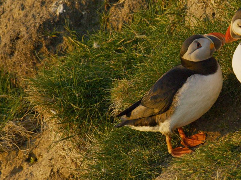 SCOZIA: NATURA SELVAGGIA PER QUATTRO STAGIONI