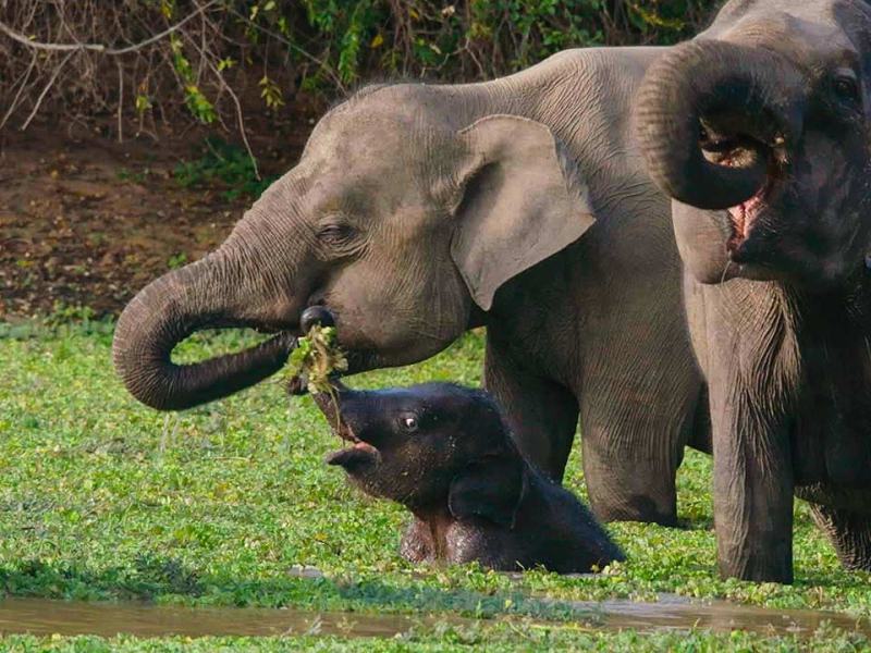 Sri Lanka - L'isola dei monsoni 1 - Stag. 1 Ep. 2 - Loka, il cucciolo di elefante