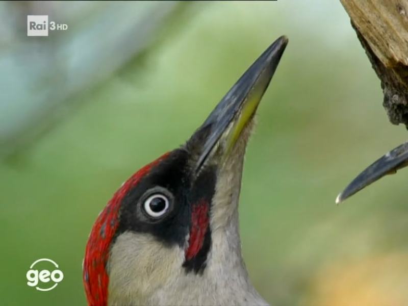 Stag. 2021 - Geo 2021