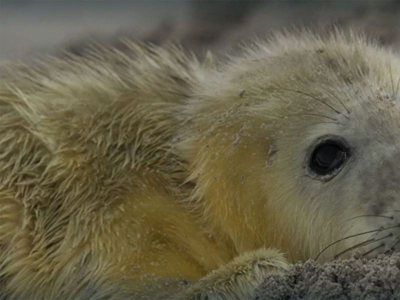 Stormborn - I figli della tempesta - Stag. 1 Ep. 3 - I figli della tempesta