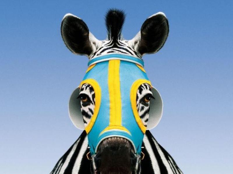 Striscia, una zebra alla riscossa