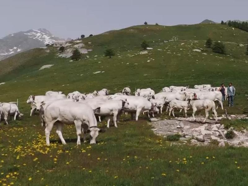 Transumanza. Il ritorno a casa