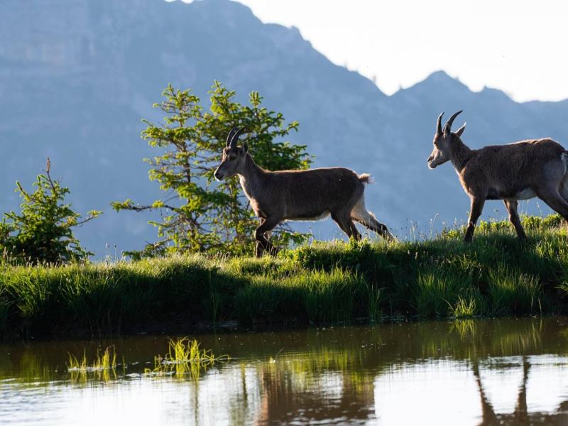 Un anno di amore selvaggio