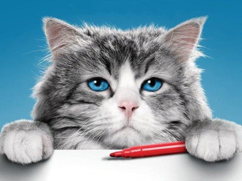 Una vita da gatto