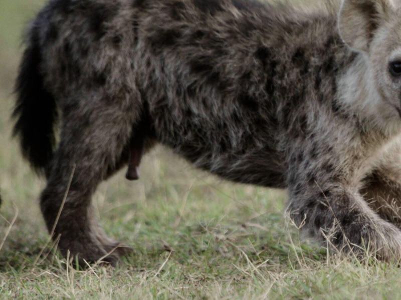 WILD FIGHTERS - NATI PER COMBATTERE