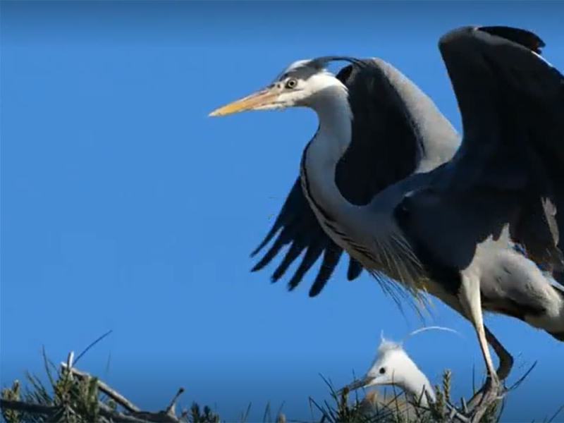 Wild Italy - Stag. 7 Ep. 3 - L'antropocene Occidentale