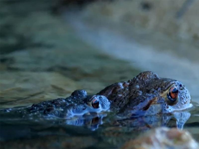 Wild Italy - Stag. 8 Ep. 3 - La sesta estinzione