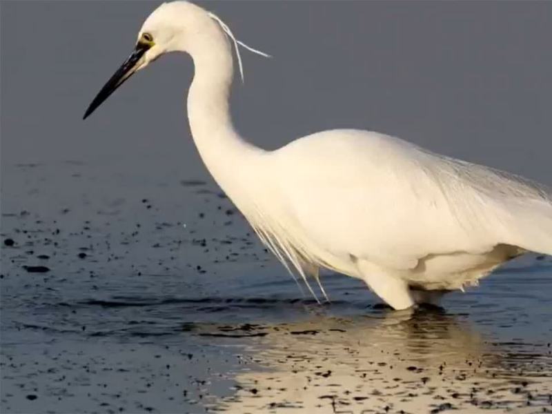 Wild Italy - Stag. 8 Ep. 6 - Adattarsi al cambiamento