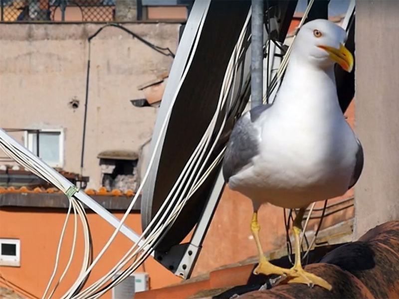 Wild Italy - Stag. 8 Ep. 7 - La natura in città al tempo del lockdown