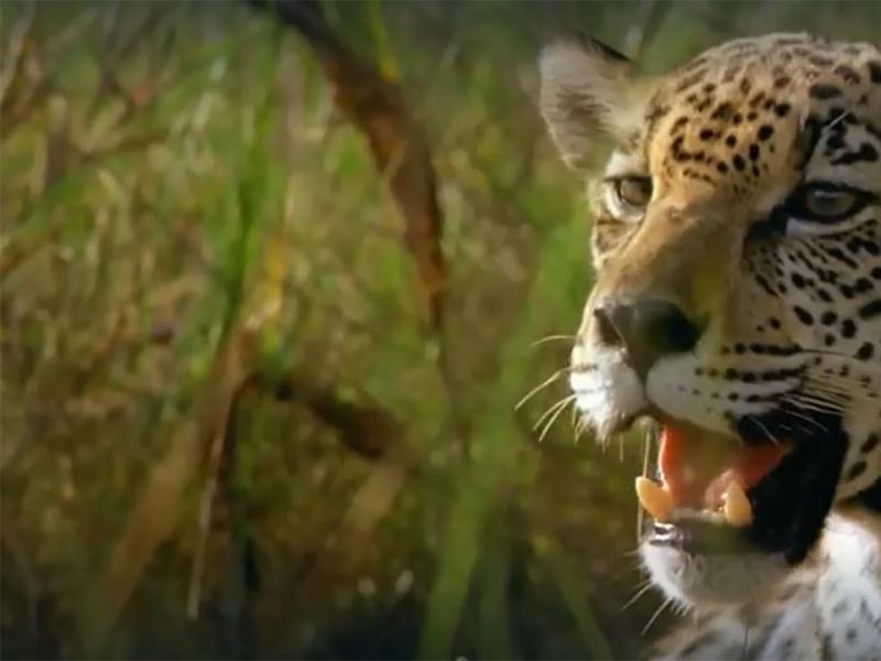Wild Perù 1 - Stag. 1 Ep. 2 - La legge della giungla