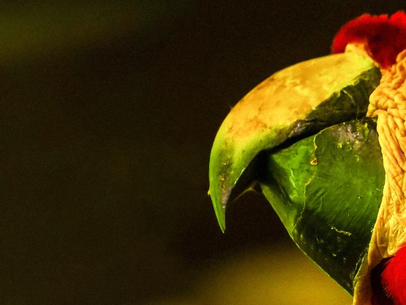 Wild Perù - Stag. 1 Ep. 1 - La costa selvaggia